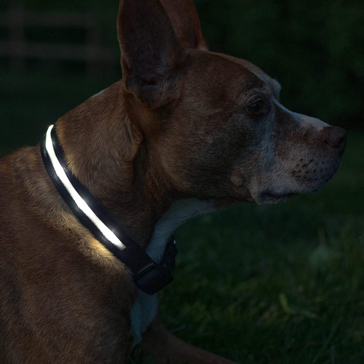 LED Dog Collar - Original USB Rechargeable & Waterproof - 1,000 Feet Visibility - Suitable for Small, Medium, and Large Dogs - USA Brand