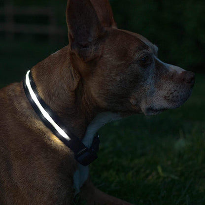 LED Dog Collar - Original USB Rechargeable & Waterproof - 1,000 Feet Visibility - Suitable for Small, Medium, and Large Dogs - USA Brand